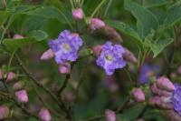 Strobilanthes callosa