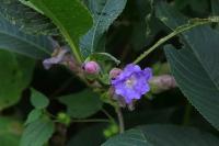 Strobilanthes callosa