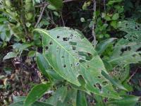 Strobilanthes callosa