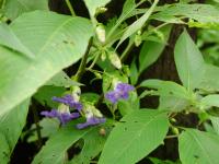 Strobilanthes callosa