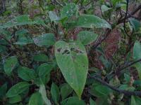 Strobilanthes callosa