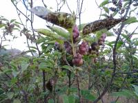 Strobilanthes callosa