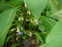 Strobilanthes callosa