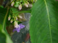 Strobilanthes callosa