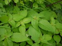 Strobilanthes callosa