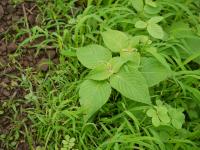 Strobilanthes callosa