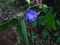 Strobilanthes callosa