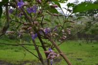 Strobilanthes callosa