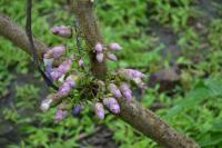 Strobilanthes callosa