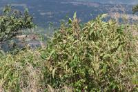 Strobilanthes callosa