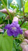 Strobilanthes callosa