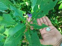 Strobilanthes callosa