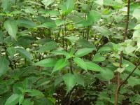 Strobilanthes callosa