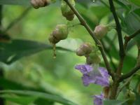 Strobilanthes callosa