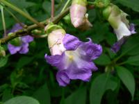 Strobilanthes callosa