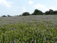 Strobilanthes callosa