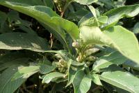 Strobilanthes callosa