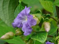 Strobilanthes callosa