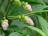 Strobilanthes callosa