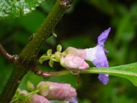 Strobilanthes callosa