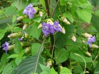 Strobilanthes callosa