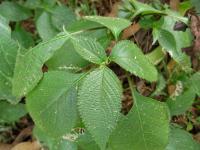 Strobilanthes callosa