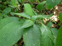 Strobilanthes callosa