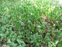 Strobilanthes callosa