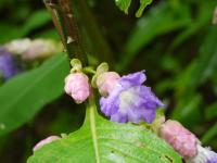 Strobilanthes callosa