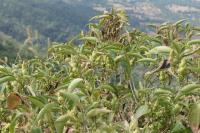 Strobilanthes callosa