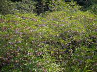 Strobilanthes callosa