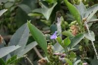 Strobilanthes callosa