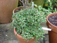 Eucryphia du Chili