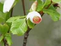 Eucryphia du Chili