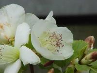 Eucryphia du Chili