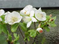 Eucryphia du Chili