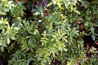 Eucryphia du Chili