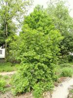 Eucryphia du Chili