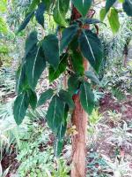 Syngonium wendlandii