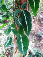 Syngonium wendlandii