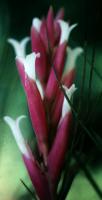 Tillandsia à petites feuilles