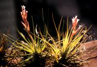 Tillandsia à petites feuilles