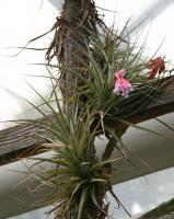 Tillandsia à petites feuilles