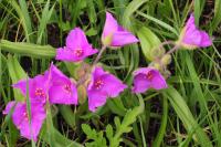 Tradescantie à bractées