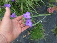 Tradescantie à bractées