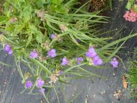 Tradescantie à bractées