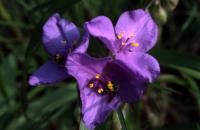 Tradescantie à bractées