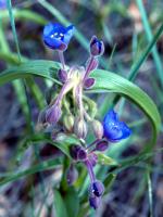 Tradescantie à bractées