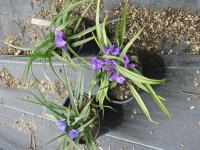 Tradescantie à bractées