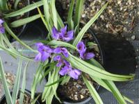 Tradescantie à bractées